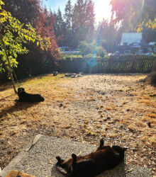 Debra's pets, back porch