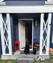 Debra's dog Ellie and her cat Harvey, who are best friends