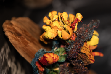 Chimera, Estero Bay, 2024