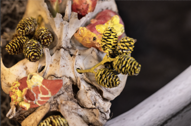 Chimera, from Sitka Center residency in 2025